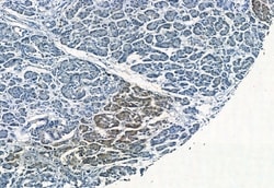 Invitrogen Phospho-p38 MAPK gamma/delta (Tyr185, Tyr182) Polyclonal Antibody