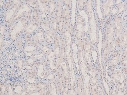 Invitrogen Phospho-p38 MAPK gamma/delta (Tyr185, Tyr182) Polyclonal Antibody