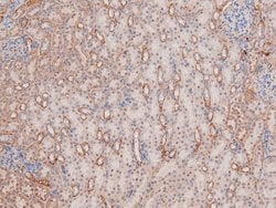Invitrogen Phospho-p38 MAPK gamma/delta (Tyr185, Tyr182) Polyclonal Antibody