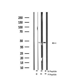 Invitrogen Phospho-p38 MAPK gamma/delta (Tyr185, Tyr182) Polyclonal Antibody