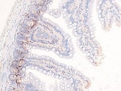 Invitrogen Phospho-PDGFRb (Tyr857) Polyclonal Antibody 100 &mu;L; Unconjugated:Antibodies,