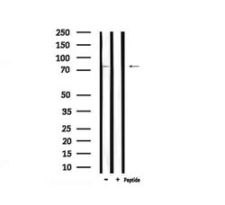 Invitrogen Phospho-RSK3 (Ser360) Polyclonal Antibody 100 &mu;L; Unconjugated:Antibodies,