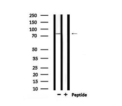 Invitrogen Phospho-SIK1 (Thr182) Polyclonal Antibody 100 &mu;L | Buy Online | Invitrogen&trade; | Fisher Scientific