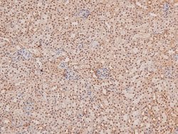 Invitrogen&trade;&nbsp;Phospho-TBK1 (Ser172) Polyclonal Antibody