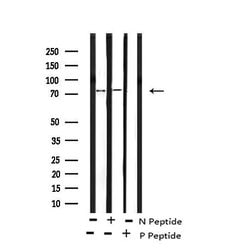 Invitrogen Phospho-TBK1 (Ser172) Polyclonal Antibody 100 &mu;L | Buy Online | Invitrogen&trade; | Fisher Scientific