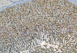 Invitrogen Phospho-TBK1 (Ser172) Polyclonal Antibody 100 &mu;L | Buy Online | Invitrogen&trade; | Fisher Scientific