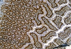 Invitrogen Phospho-TBK1 (Ser172) Polyclonal Antibody 100 &mu;L | Buy Online | Invitrogen&trade; | Fisher Scientific