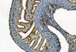 Invitrogen Phospho-TBK1 (Ser172) Polyclonal Antibody 100 &mu;L | Buy Online | Invitrogen&trade; | Fisher Scientific
