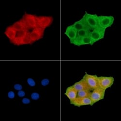 Invitrogen Phospho-TIE1 (Tyr1117) Polyclonal Antibody 100 &mu;L | Buy Online | Invitrogen&trade; | Fisher Scientific