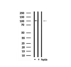 Invitrogen Phospho-TTK (Thr676) Polyclonal Antibody 100 &mu;L; Unconjugated:Antibodies,