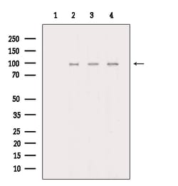 Invitrogen Phospho-ZAK (Ser165) Polyclonal Antibody 100 &mu;L; Unconjugated:Antibodies,
