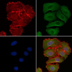 Invitrogen Phospho-FRS2 (Tyr196) Polyclonal Antibody 100 μL; Unconjugated:Antibodies,