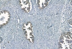 Invitrogen Phospho-FRS2 (Tyr196) Polyclonal Antibody 100 μL; Unconjugated:Antibodies,