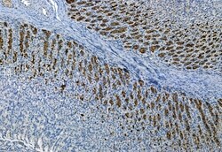 Invitrogen Phospho-FRS2 (Tyr196) Polyclonal Antibody 100 μL; Unconjugated:Antibodies,