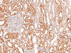 Invitrogen Phospho-FRS2 (Tyr196) Polyclonal Antibody 100 μL; Unconjugated:Antibodies,