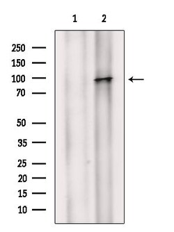 Invitrogen Phospho-Androgen Receptor (Ser83) Polyclonal Antibody 100 μL;