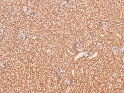 Invitrogen Phospho-BRCA1 (Ser1387) Polyclonal Antibody 100 &mu;L; Unconjugated:Antibodies,