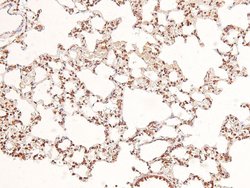 Invitrogen Phospho-BRCA1 (Ser1387) Polyclonal Antibody 100 &mu;L; Unconjugated:Antibodies,