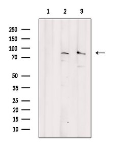 Invitrogen Phospho-eIF2b epsilon (Ser540) Polyclonal Antibody 100 &mu;L | Buy Online | Invitrogen&trade; | Fisher Scientific