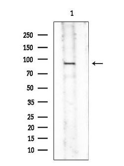 Invitrogen Phospho-eIF2b epsilon (Ser540) Polyclonal Antibody 100 &mu;L | Buy Online | Invitrogen&trade; | Fisher Scientific