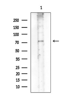 Invitrogen Phospho-eIF2b epsilon (Ser540) Polyclonal Antibody 100 &mu;L | Buy Online | Invitrogen&trade; | Fisher Scientific