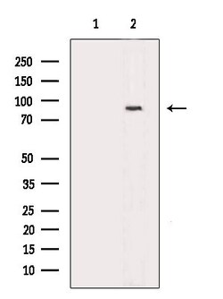Invitrogen Phospho-eIF2b epsilon (Ser540) Polyclonal Antibody 100 &mu;L | Buy Online | Invitrogen&trade; | Fisher Scientific