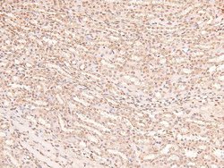 Invitrogen Phospho-eIF2b epsilon (Ser540) Polyclonal Antibody 100 &mu;L | Buy Online | Invitrogen&trade; | Fisher Scientific