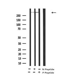 Invitrogen Phospho-LRP1 (Ser4520) Polyclonal Antibody 100 &mu;L | Buy Online | Invitrogen&trade; | Fisher Scientific
