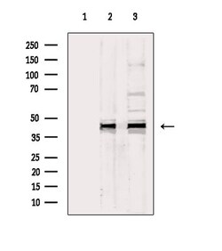 Invitrogen Phospho-ERK1/ERK2 (Thr202, Tyr204, Thr185, Tyr187) Polyclonal
