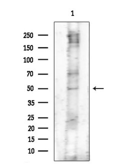 Invitrogen Phospho-Trf2 (Thr188) Polyclonal Antibody 100 &mu;L; Unconjugated:Antibodies,