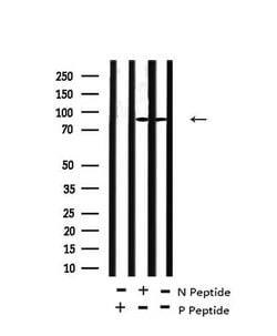 Invitrogen Phospho-FGFR Pan (Tyr653, Tyr654) Polyclonal Antibody 100 μL;