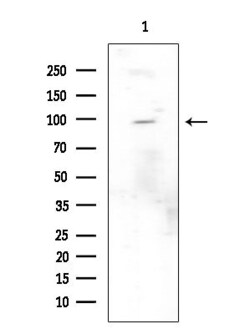 Invitrogen Phospho-Leptin Receptor (Tyr986) Polyclonal Antibody 100 &mu;L;