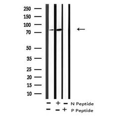 Invitrogen Phospho-C-RAF (Tyr340) Polyclonal Antibody 100 &mu;L; Unconjugated:Antibodies,