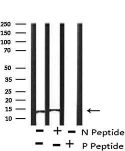 Phospho-Histone H2A (Ser2) Polyclonal Antibody, Invitrogen 100 &mu;L; Unconjugated:Antibodies,