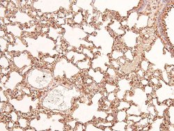 Invitrogen Phospho-FGFR1/FGFR2 (Tyr730, Tyr733) Polyclonal Antibody 100