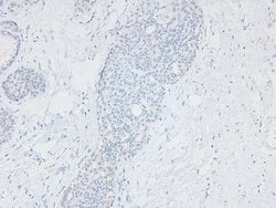 Invitrogen Phospho-APLF (Ser116) Polyclonal Antibody 100 &mu;L; Unconjugated:Antibodies,
