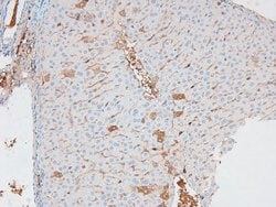Invitrogen Phospho-APLF (Ser116) Polyclonal Antibody 100 &mu;L; Unconjugated:Antibodies,