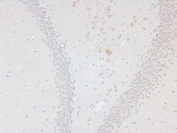 Invitrogen Phospho-APLF (Ser116) Polyclonal Antibody 100 &mu;L; Unconjugated:Antibodies,