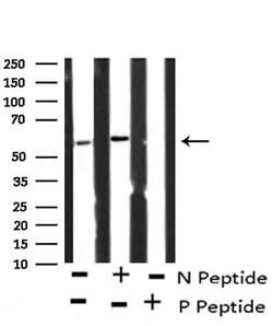 Invitrogen Phospho-APLF (Ser116) Polyclonal Antibody 100 &mu;L; Unconjugated:Antibodies,