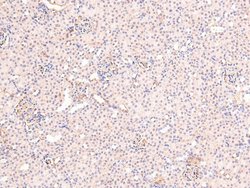 Invitrogen Phospho-Ataxin 3 (Ser256) Polyclonal Antibody 100 &mu;L; Unconjugated:Antibodies,