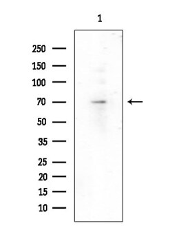 Invitrogen Phospho-BAG3 (Tyr457) Polyclonal Antibody 100 &mu;L; Unconjugated:Antibodies,
