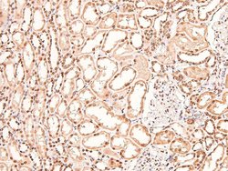 Invitrogen Phospho-BAG3 (Tyr457) Polyclonal Antibody 100 &mu;L; Unconjugated:Antibodies,