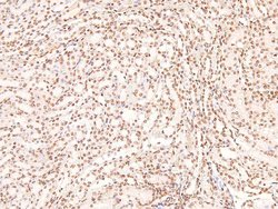 Invitrogen Phospho-BAG3 (Tyr457) Polyclonal Antibody 100 &mu;L; Unconjugated:Antibodies,