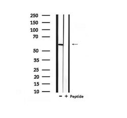 Invitrogen Phospho-BAG3 (Tyr457) Polyclonal Antibody 100 &mu;L; Unconjugated:Antibodies,