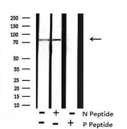 Invitrogen Phospho-BCL6 (Ser343) Polyclonal Antibody 100 &mu;L; Unconjugated:Antibodies,