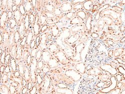 Invitrogen Phospho-BIK (Ser35) Polyclonal Antibody 100 &mu;L; Unconjugated:Antibodies,
