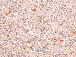 Invitrogen Phospho-BIK (Ser35) Polyclonal Antibody 100 &mu;L; Unconjugated:Antibodies,