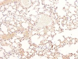 Invitrogen Phospho-BIK (Ser35) Polyclonal Antibody 100 &mu;L; Unconjugated:Antibodies,