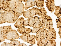 Phospho-Calpain 2 (Ser50) Polyclonal Antibody:Antibodies, Polyclonal