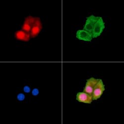 Invitrogen Phospho-Claspin (Ser30) Polyclonal Antibody 100 &mu;L | Buy Online | Invitrogen&trade; | Fisher Scientific